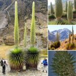 The World’s Largest Bromeliad, the ‘Queen of the Andes,’ Blooms Just Once Every Century