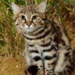 The Cutest Killer on Earth: The Purrfectly Deadly Cat Enigma