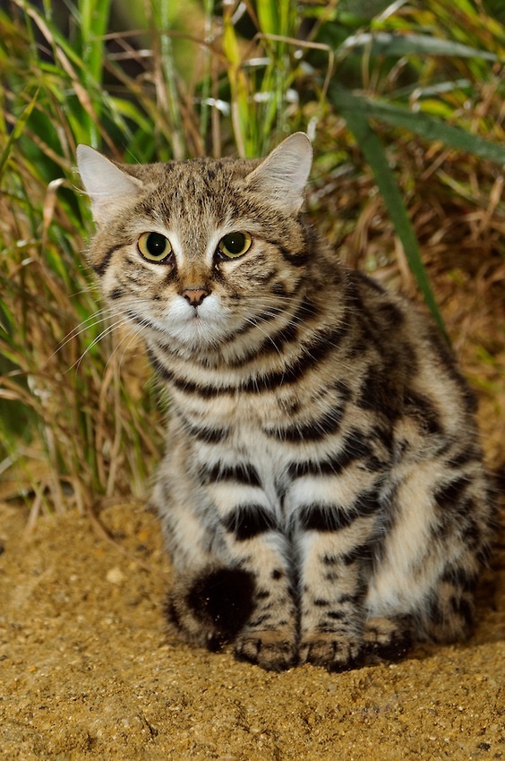 The Cutest Killer on Earth: The Purrfectly Deadly Cat Enigma