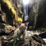 A Cat and a Dog That Love Traveling Together