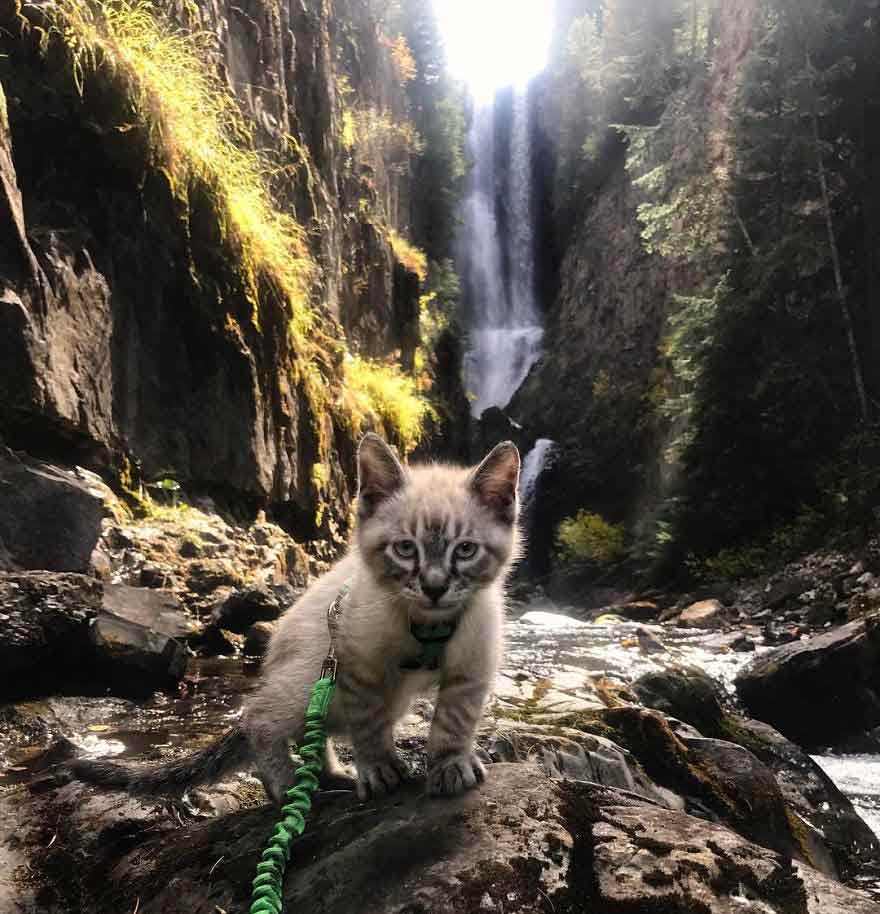 A Cat and a Dog That Love Traveling Together