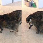 The Remarkable Transformation of Bonded Cats Embracing a New Perspective