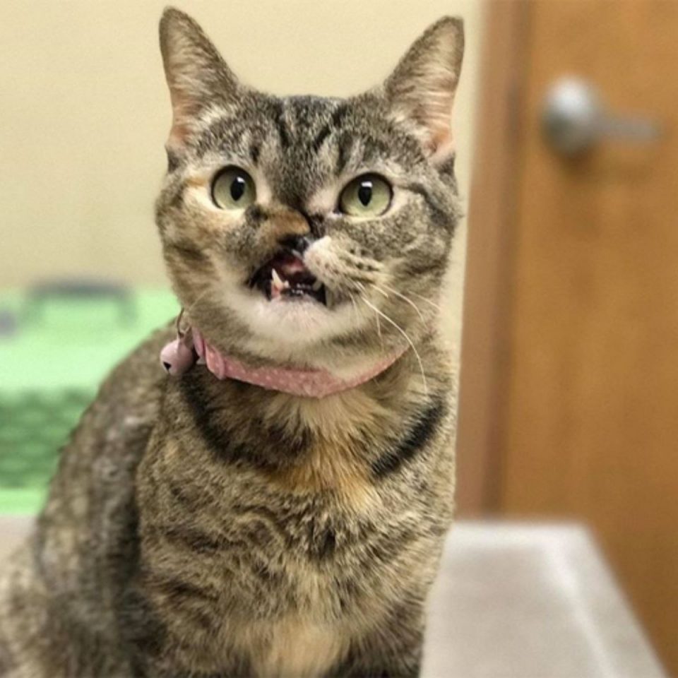 “Tabby Cat Captures a Kitten’s Most Joyful Moments”