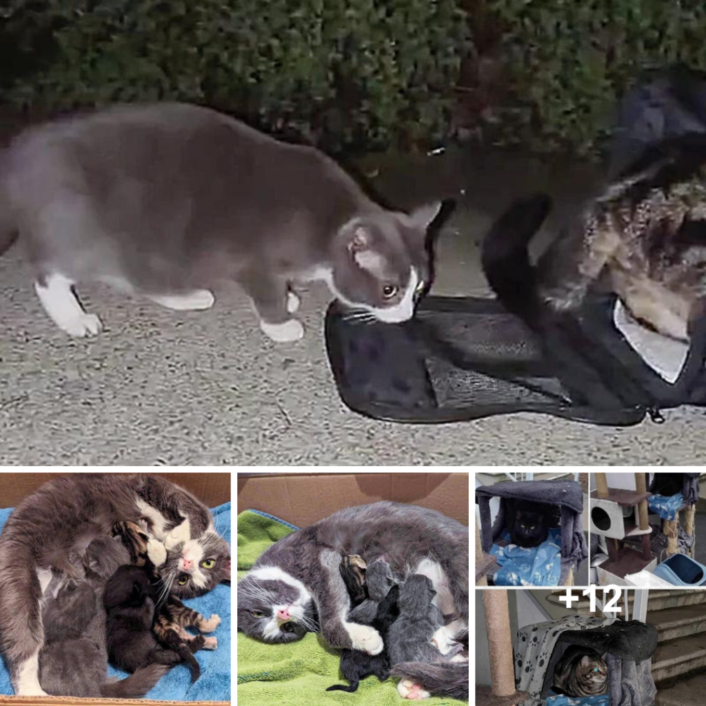 A once-forgotten cat eagerly steps into a carrier, lured by the promise of a cozy