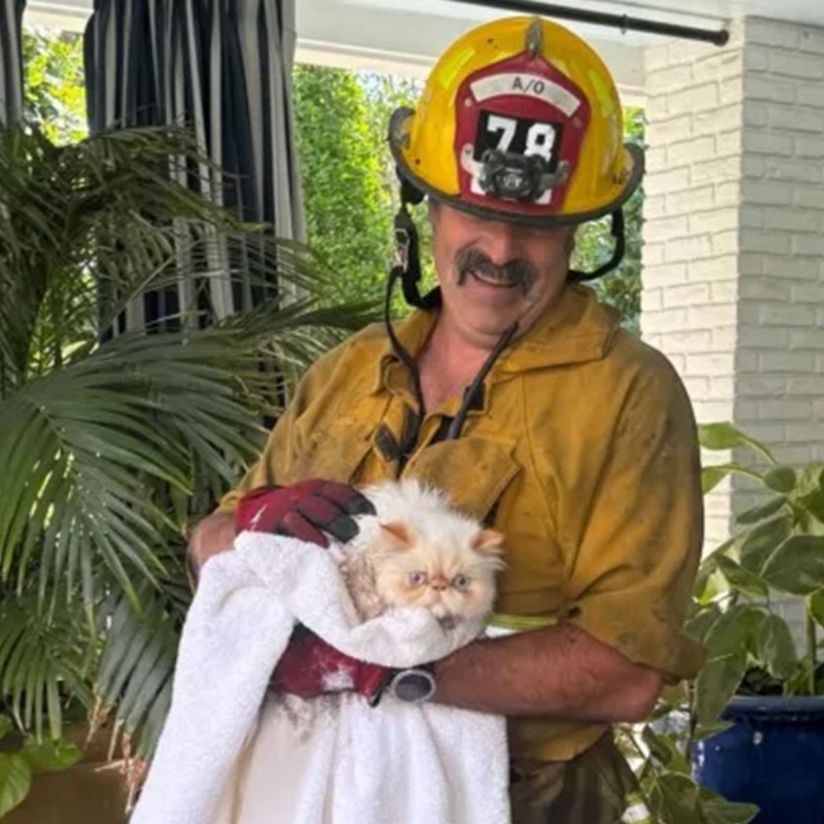 You Won’t Believe Which Celebrities’ Kittens Survived the Devastating Los Angeles Fire