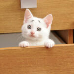 The eyebrows of an 8-week-old kitten have been a concern since birth.