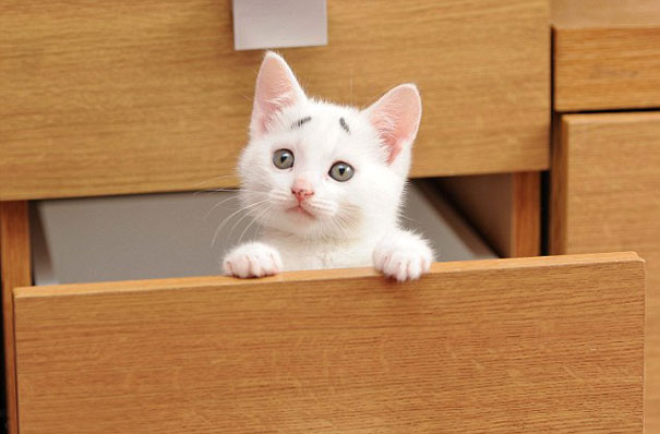 The eyebrows of an 8-week-old kitten have been a concern since birth.