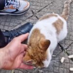 A homeless cat pleads for food and help on the streets until a compassionate man steps in to save her