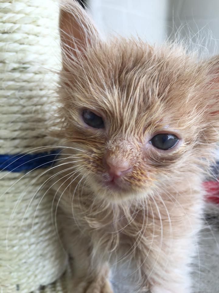 A year later, a stray cat returns to the man who once fed her, now seeking help and bringing her kittens along.