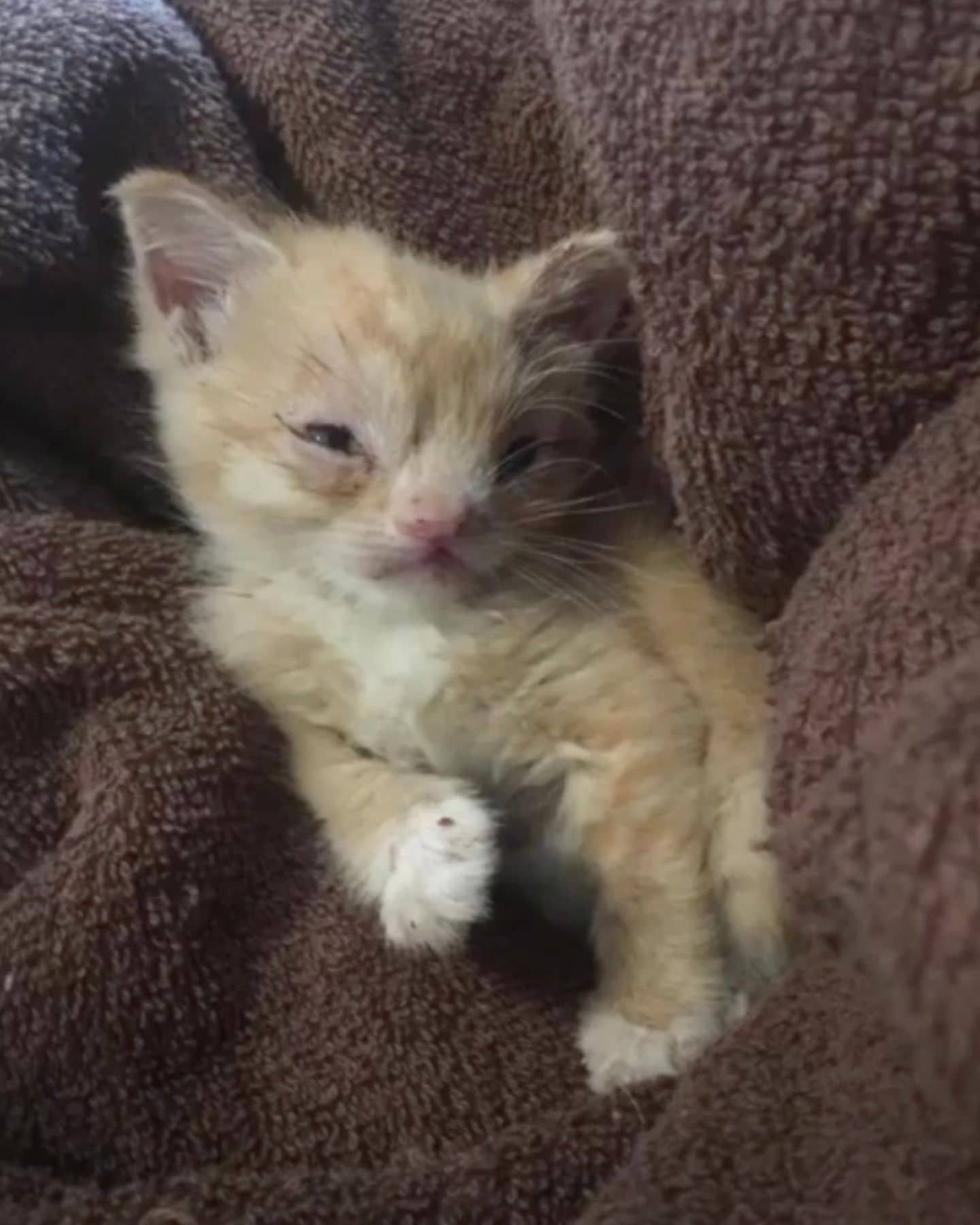 A 10-day-old kitten with congenital defects finds a forever home.