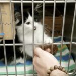 A stray kitten wanders up to a couple, mewing softly and pleading to be adopted into their loving home.