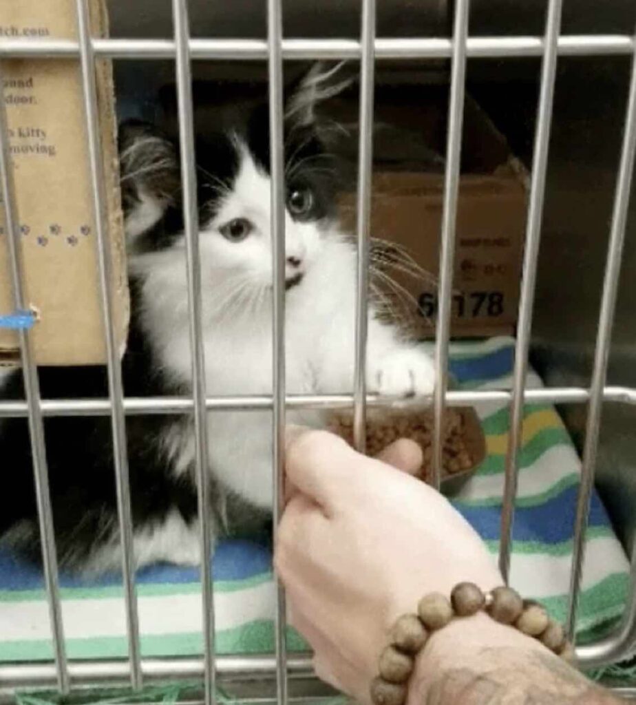 A stray kitten wanders up to a couple, mewing softly and pleading to be adopted into their loving home.