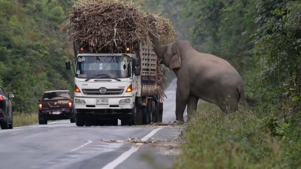 Heartwarming Scene as Hungry Wild Elephant Stops Trucks to Snatch Sugarcane