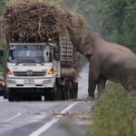 Heartwarming Scene as Hungry Wild Elephant Stops Trucks to Snatch Sugarcane