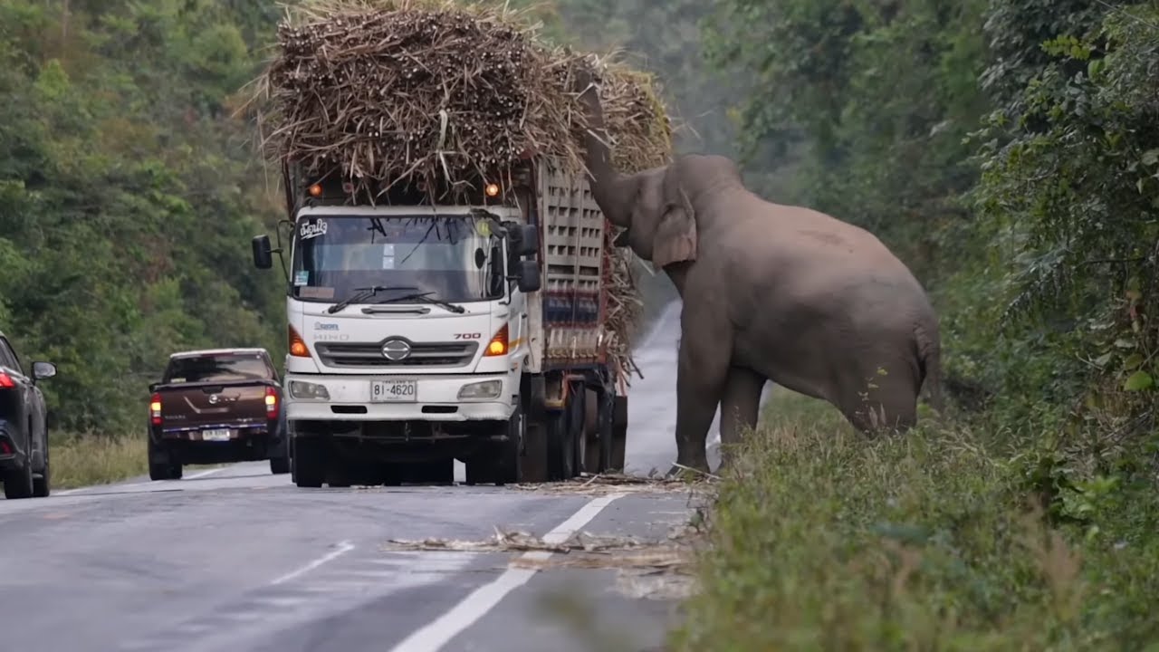 Heartwarming Scene as Hungry Wild Elephant Stops Trucks to Snatch Sugarcane