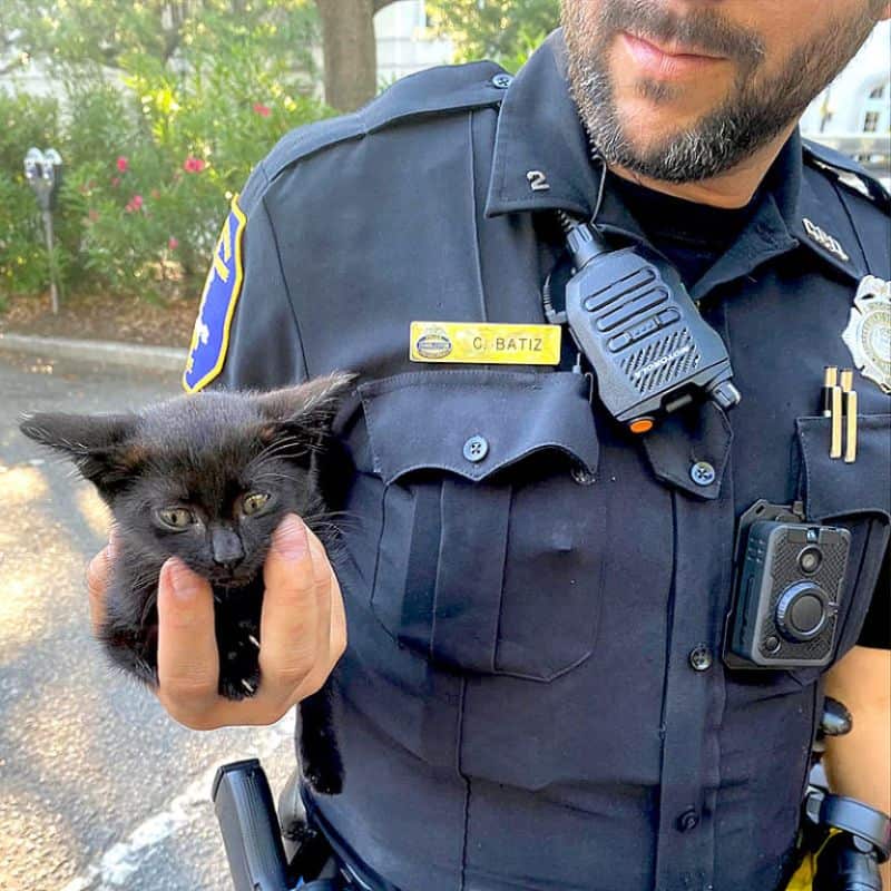 Tiny Black Kitten Rescued by Police Officer from Jeep Engine.