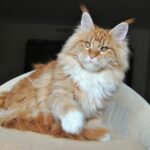 The Majestic Journey of a Nine-Year-Old Giant Cat