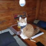 This Maine Coon Uses the “Ears” of a Deaf Sailor to Help Navigate the Seas.