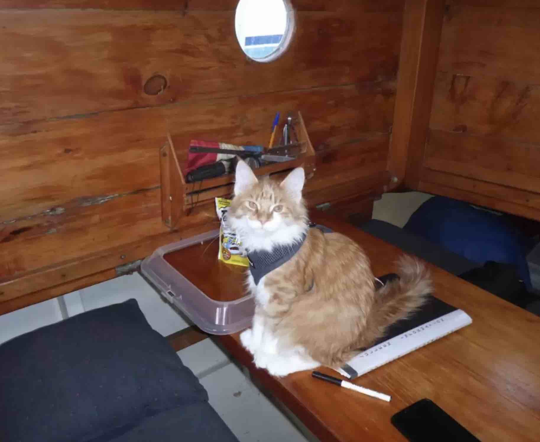 This Maine Coon Uses the “Ears” of a Deaf Sailor to Help Navigate the Seas.