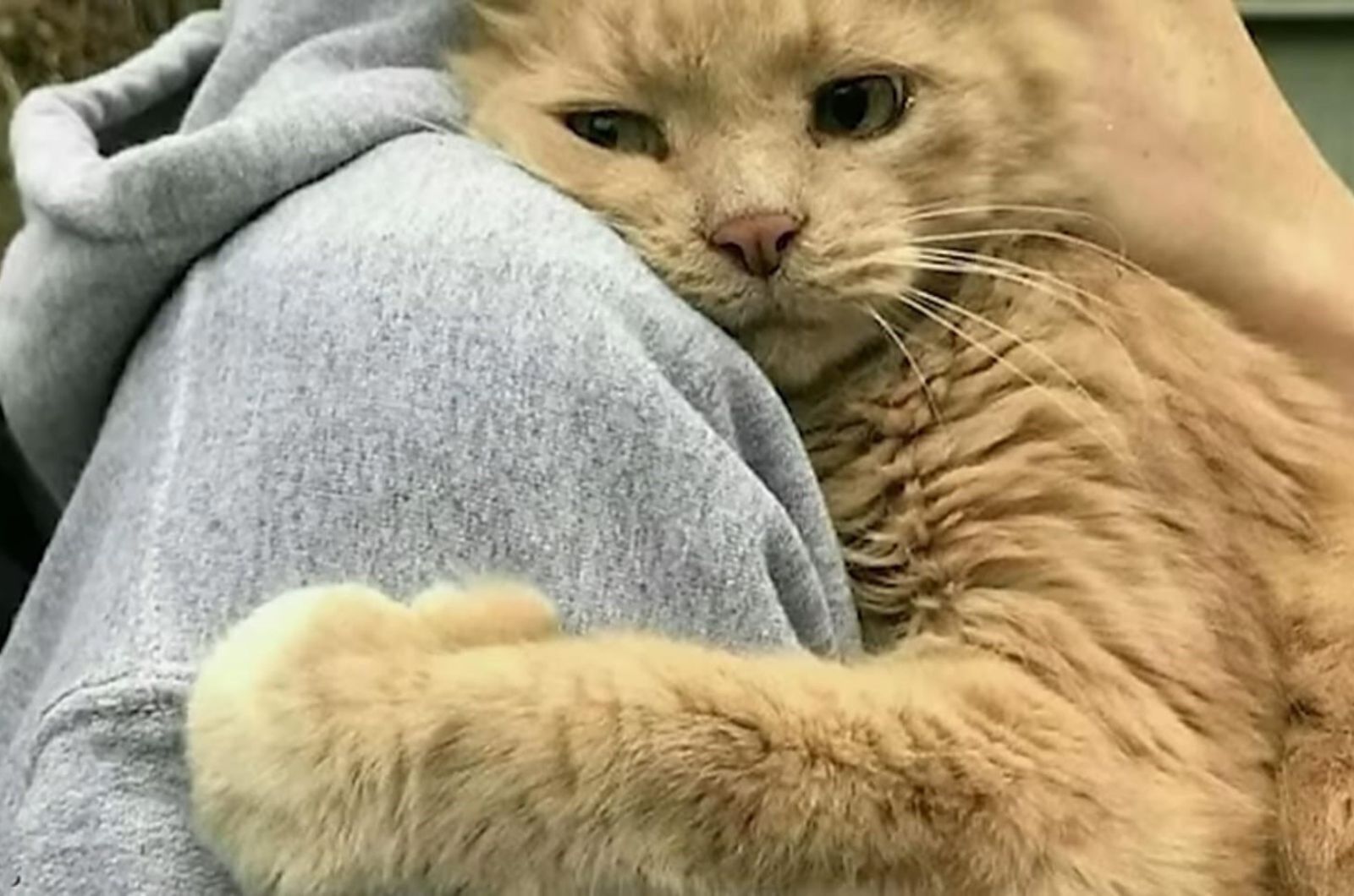 Senior Cat Found After an Incredible Seven-Year Journey, Reunited with His Human