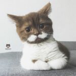 The Mustachioed Cat Who Won Our Hearts with His Irresistible Charm