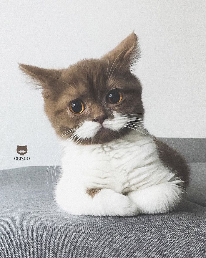 The Mustachioed Cat Who Won Our Hearts with His Irresistible Charm