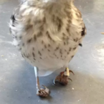 Little Injured Bird Receives ‘Snowshoes’ and Quickly Gets Back on Her Feet