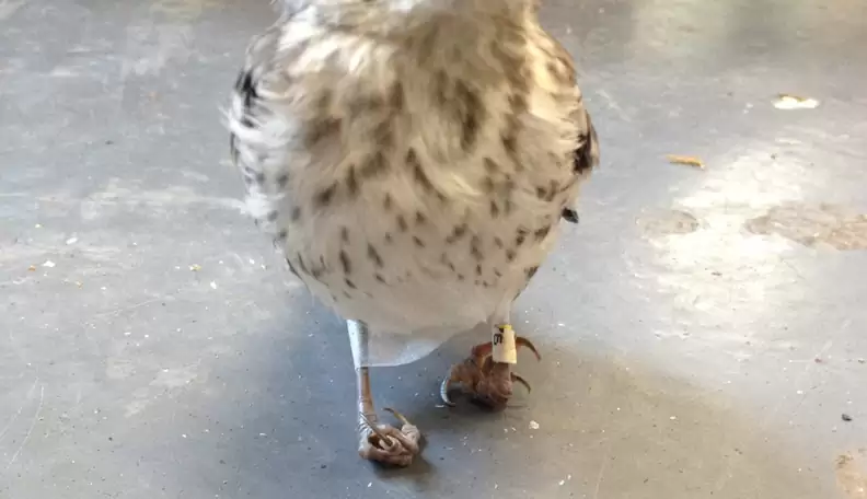 Little Injured Bird Receives ‘Snowshoes’ and Quickly Gets Back on Her Feet