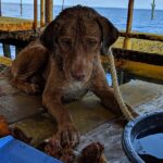 Today I came across a dog on the open sea who had overcome all difficulties.