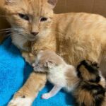 After facing numerous challenges, a pregnant orange cat was saved