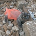 Stranded on a Dangerous Railway: The Tale of an Abandoned Cat