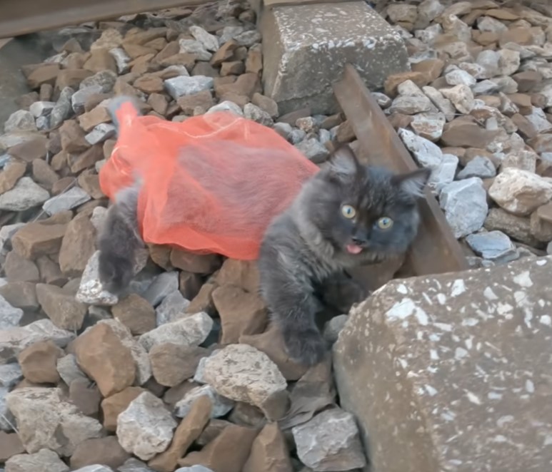 Stranded on a Dangerous Railway: The Tale of an Abandoned Cat