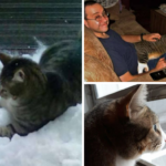 An indoor cat’s family brings snow inside for him because he’s completely obsessed with it!