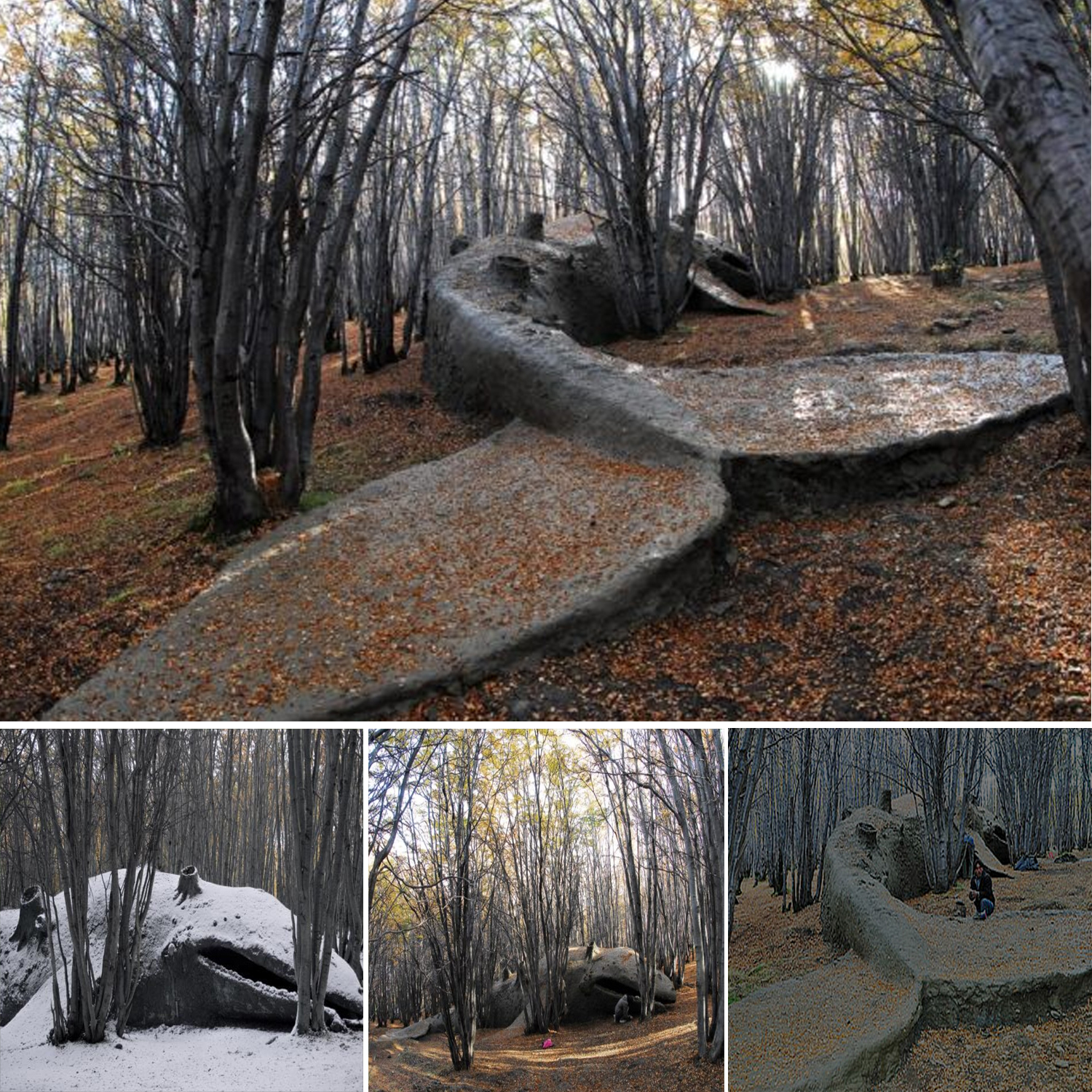 A giant whale stranded in an Argentine forest was discovered by locals.