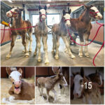 At Warm Springs Ranch, four new Budweiser Clydesdales have just been born