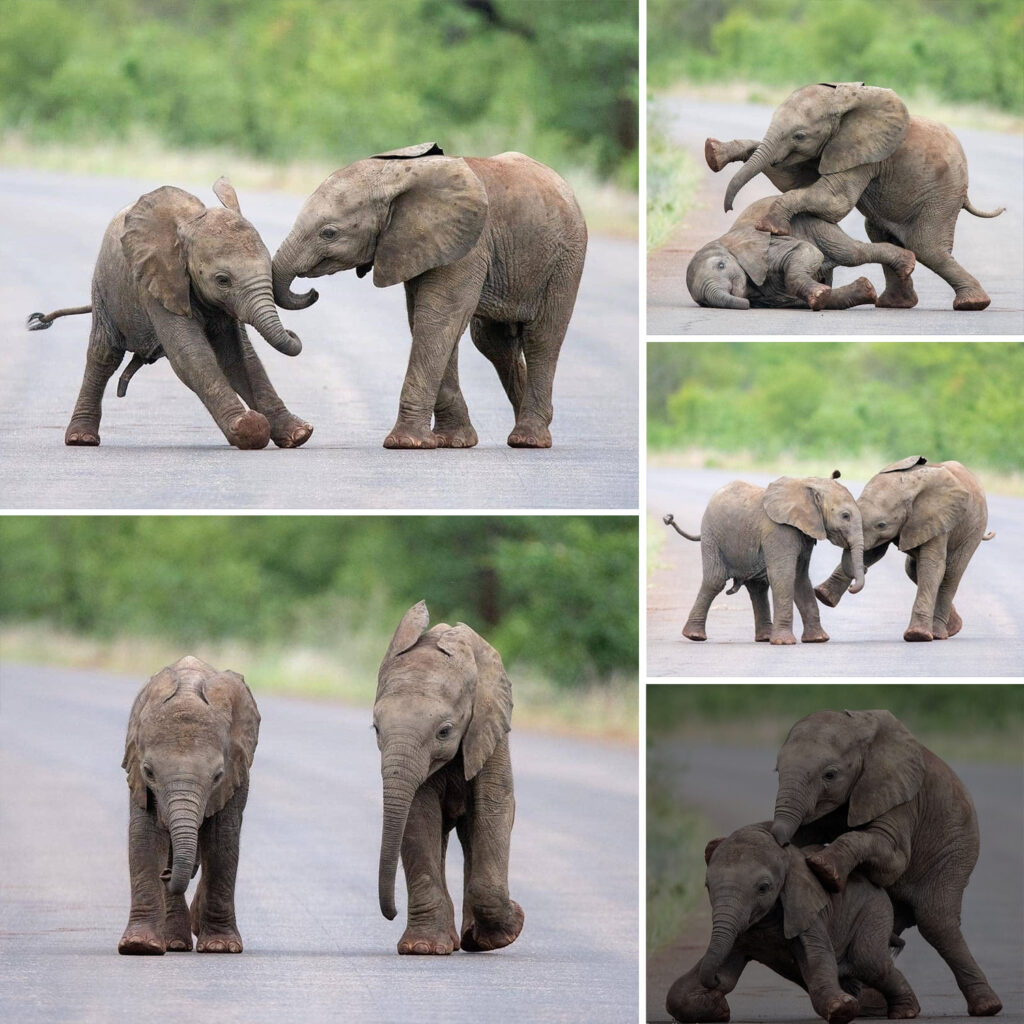 Baby Elephant Pals Playfully Frolic in the Middle of the Road