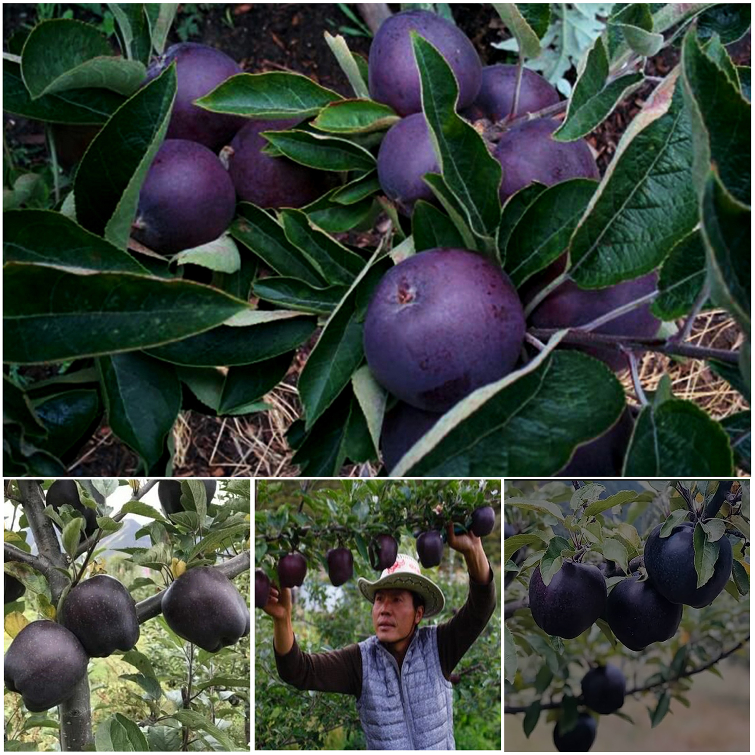 Black Diamond Apples Have a Price Worth Remembering