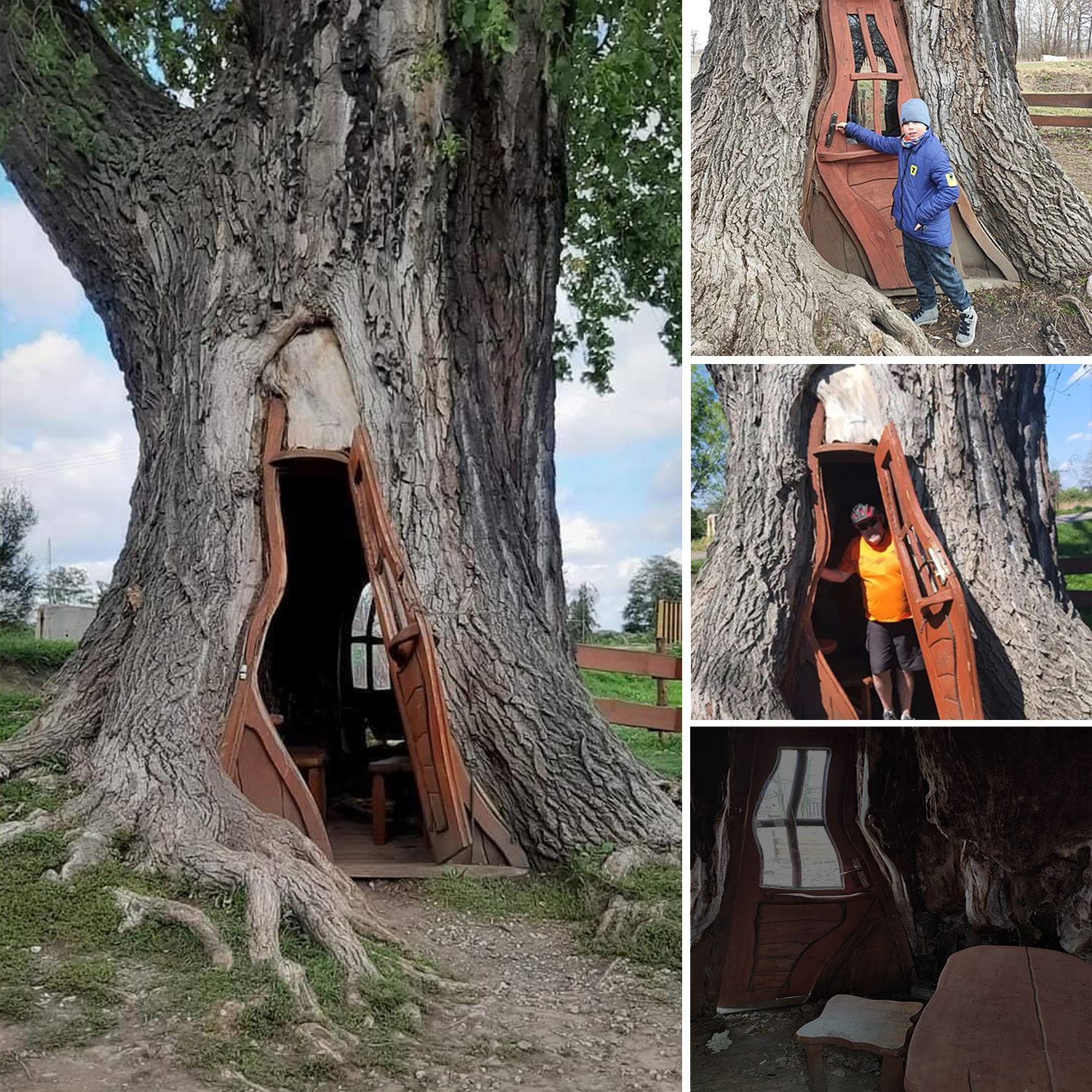 Discover the enchanting architecture of homes constructed from the trunks