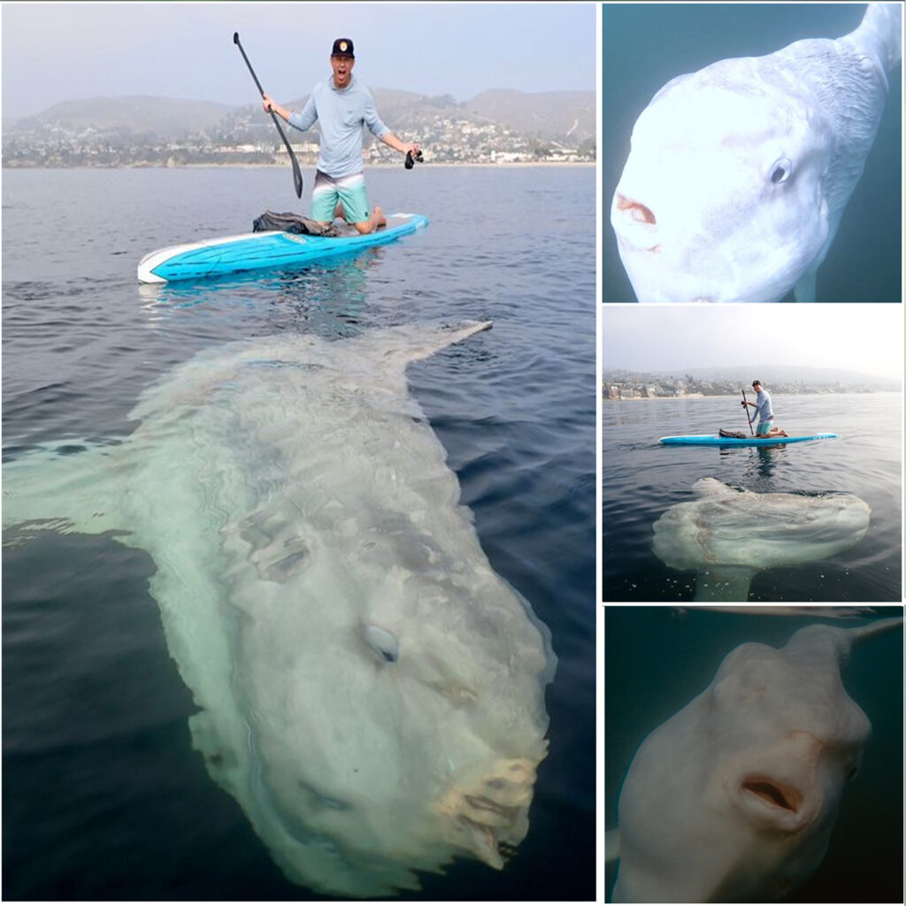 ‘Incredibly rare’ sunfish spotted near Sydney’s Northern Beaches.