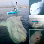 ‘Incredibly rare’ sunfish spotted near Sydney’s Northern Beaches.