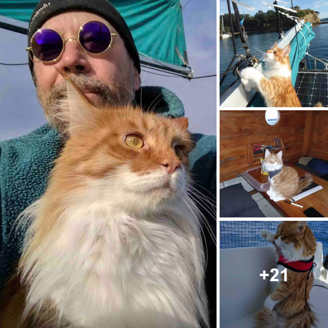 This Maine Coon Uses the “Ears” of a Deaf Sailor to Help Navigate the Seas