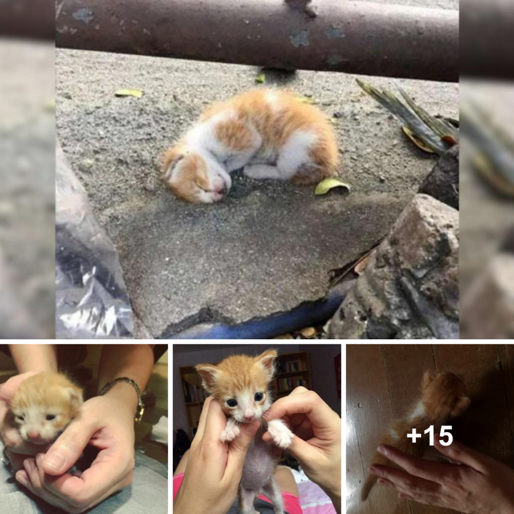 When a lifeless kitten is found curled up by the roadside, an unexpected miracle takes place.