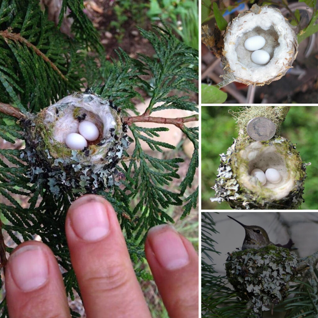 Hummingbird nests are tiny, about the size of a thimble, so be careful not to prune them