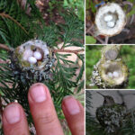 Hummingbird nests are tiny, about the size of a thimble, so be careful not to prune them