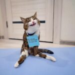 The Uplifting Cat Who Spread Pawsitivity to Everyone Around