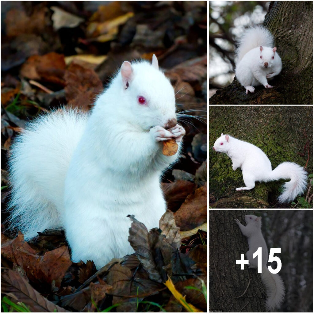 Man Photographs One of the Country’s 50 Rare Albino Squirrels.