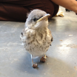 Little Injured Bird Gets Tiny ‘Snowshoes’ and Takes Flight Again