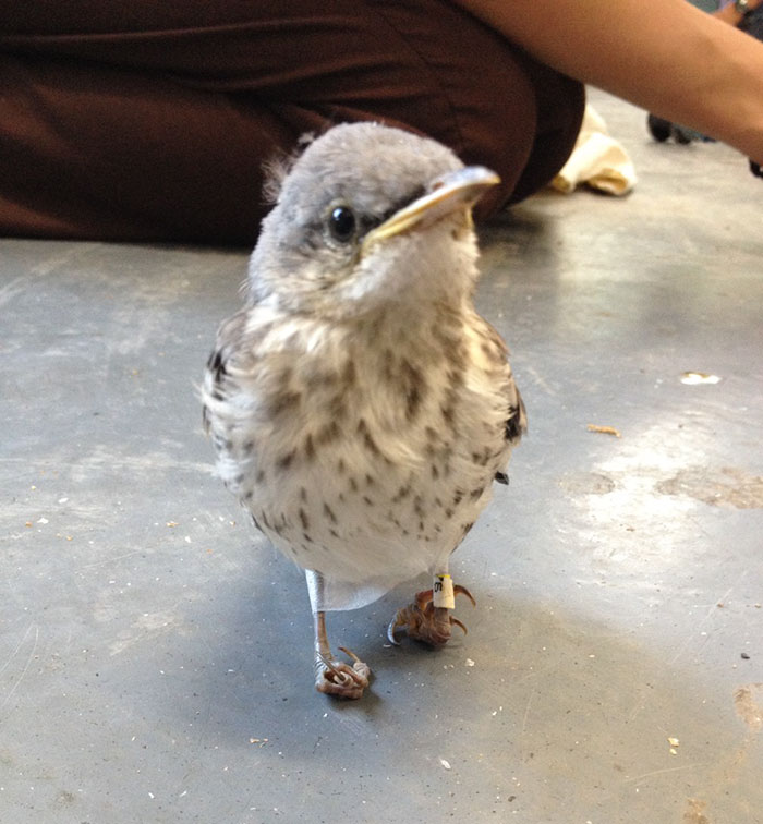 Little Injured Bird Gets Tiny ‘Snowshoes’ and Takes Flight Again