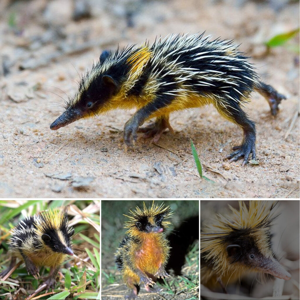 The Secret Life of the Streaked Tenrec: Madagascar’s Striped and Spiky Marvel