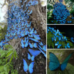 The magical butterfly can change color at will